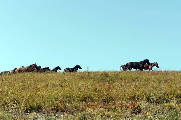 Cavalli ai piedi degli Altai.Siberia occidentale. Russia — Foto Stock