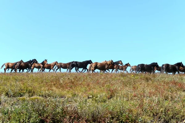 Cavalli ai piedi degli Altai.Siberia occidentale. Russia — Foto Stock