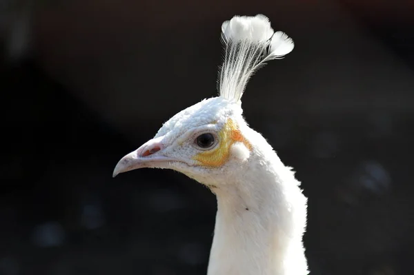 Retrato de un pavo real blanco en el zoológico de contacto del rancho avestruz en Barnaul — Foto de Stock