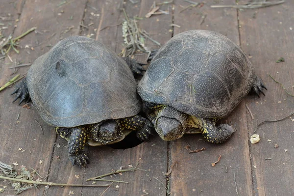 Turtles at Ostrich Ranch Yhteystiedot Zoo Barnaul — kuvapankkivalokuva