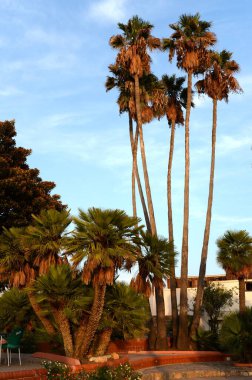 ORIHUELA, COSTA BLANCA, İSPAN 19 Eylül 2018: Orihuela Costa Cabo Roig 'deki palmiye ağaçları. İspanya