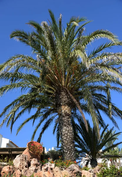 Orihuela Costa Blanca Spain September 2018 Palm Trees Costa Blanca — Stock Photo, Image