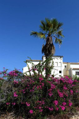 ORIHUELA, COSTA BLANCA, SPAIN - 21 Eylül 2018: Kosta Blanca, Orihuela 'daki bougainvillea çiçekli dalları. İspanya