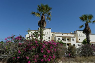 ORIHUELA, COSTA BLANCA, SPAIN - 21 Eylül 2018: Kosta Blanca, Orihuela 'daki bougainvillea çiçekli dalları. İspanya