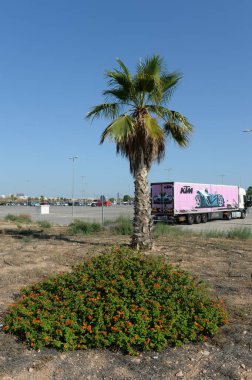 ORIHUELA, COSTA BLANCA, İSPAN 21 Eylül 2018: Orihuela 'daki bir otoparkın yakınındaki yalnız bir palmiye ağacı