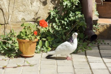Güvercin villa avluda yürüyor
