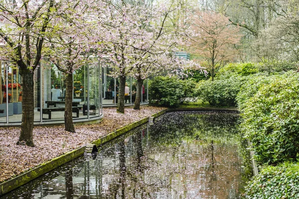 荷兰利瑟库肯霍夫公园的树木开花 2018年4月 — 图库照片