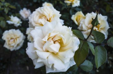 Bir parkta soluk pembe gül