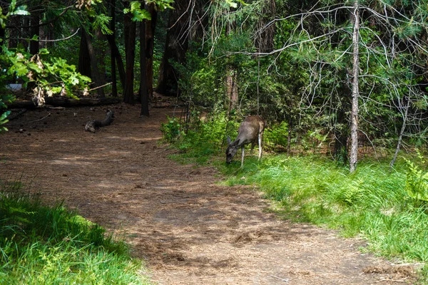 Deer on the trail, Yosemite national park, California, USA