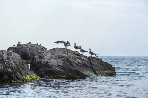 Bir kayaya denizde martılar