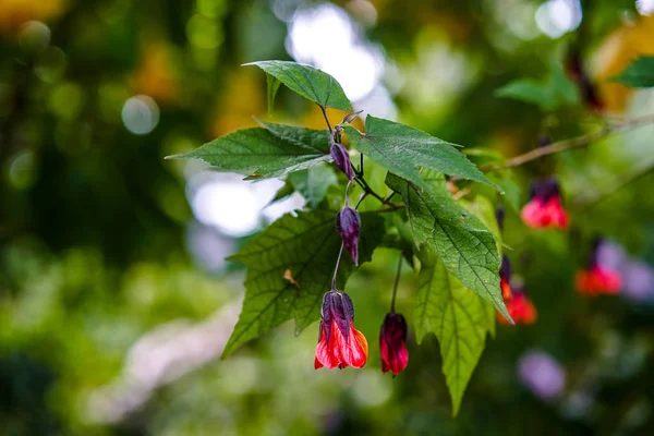 Flowering Shrubs Red Flowers Parks California Usa — Stock Photo, Image