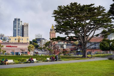 San Francisco, California, ABD - 15 Mayıs 2018: büyük ağaç, deniz ulusal tarihi Park San Francisco