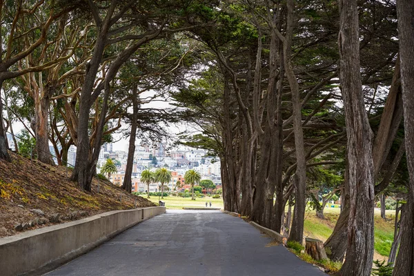 Yüksek Ağaçları Ile Sokak Görünümü San Francisco Kaliforniya Abd — Stok fotoğraf