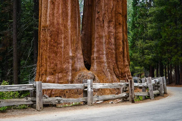 Grandes Troncos Árboles Parque Nacional Sequoia California —  Fotos de Stock