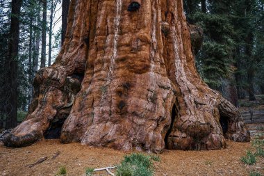 Büyük ağaç Sequoia National Park, Kaliforniya, ABD