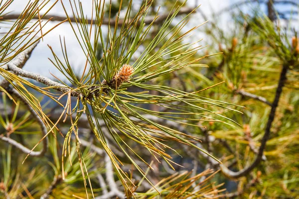 Vilt Växande Barrträd Sequoia National Park Kalifornien Usa — Stockfoto