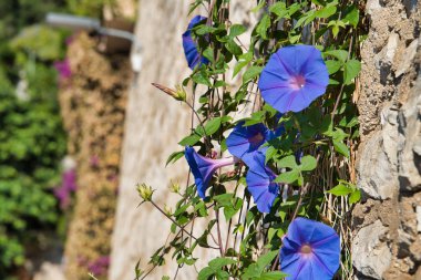 Çit yol, Nice, Fransa boyunca çiçek açan Ipomoea.