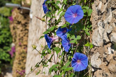 Çit yol, Nice, Fransa boyunca çiçek açan Ipomoea.