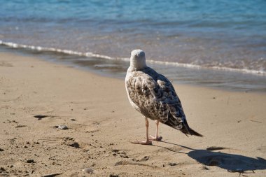 Nice da Akdeniz kıyısında martı