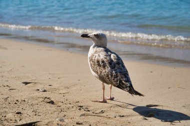 Nice da Akdeniz kıyısında martı