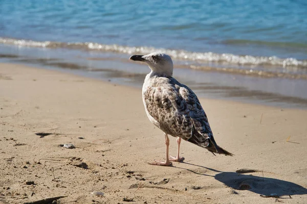 Gaivota Costa Mediterrânica Nice — Fotografia de Stock