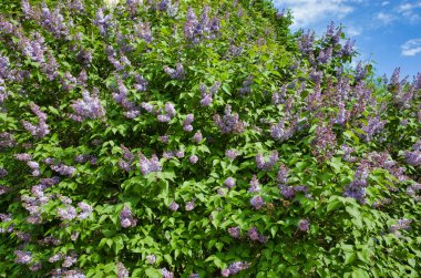 Bahçedeki eflatun bloom