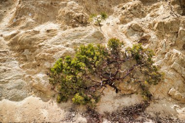 Ağaç Sequoia Ulusal Parkı'nda kayaya.