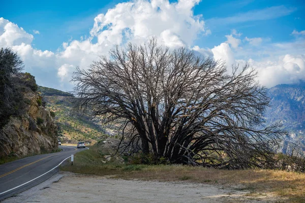 Dry tree by the mountain road, California, USA
