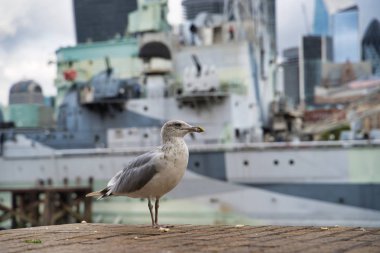 Arka planı askeri Kruvazör Belfast, Londra, İngiltere şehrin ortasındaki bir martı