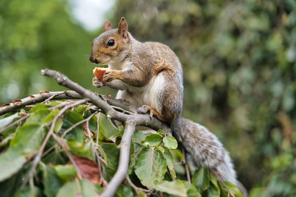Bir ağaç, St James Park, Londra, İngiltere'de meyve çiğneme sincap