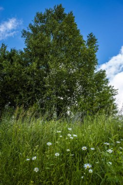 Çayırda yaz aylarında çiçek açan papatyalar