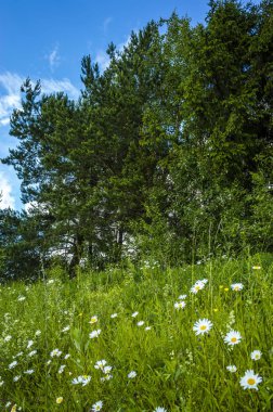 Çayırda yaz aylarında çiçek açan papatyalar