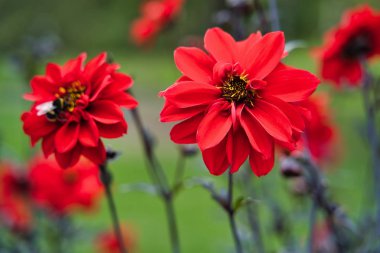 Kırmızı çiçek açan dahlias St James Park, Londra, İngiltere