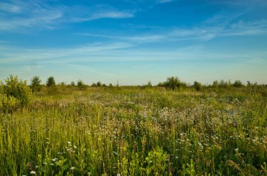Yaz aylarında papatyalar kırsal alan