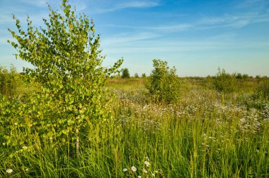 Yaz aylarında papatya alan