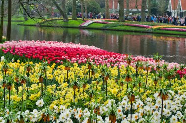 Lisse, Hollanda - 15 Nisan 2018: Çiçek Festivali Keukenhof Park'ta. Çiçek açan laleler ve Nergis