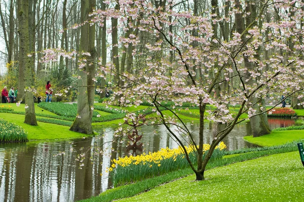 荷兰利塞 2018年4月15日 库肯霍夫公园花节 池塘边的开花树 — 图库照片