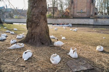 Bruges, Belçika - 17 Şubat 2019: Kuğu şehir kanaldaki şehir binaları