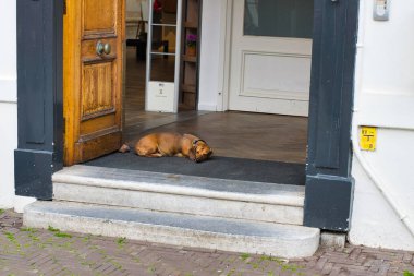 Den Haag, Hollanda - 15 Nisan 2018: Bir köpek mağaza eşiğinde uyuyor