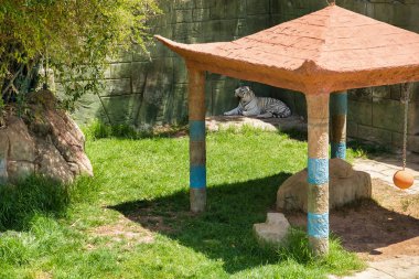 Lanzarote, Kanarya Adaları, İspanya - 15 Nisan 2019: Rancho Texas Lanzarote Park, havuzlu tek hayvanat bahçesi. Corral del Aqua olarak bilinen bölge. Hayvanat bahçesinde beyaz kaplan