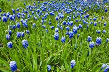 Muscari, ne? Çiçek tarhında muscari'nin mavi çiçekleri