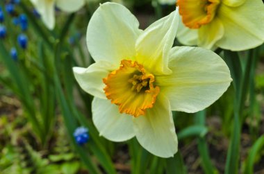 Bahçede çiçek açan nergis