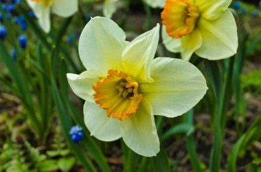 Bahar çimlerinde nergisler
