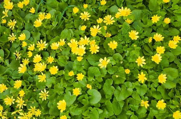 Doğada sarı çiçeklerglade. Ranunculus ficaria. Ficaria grandiflora