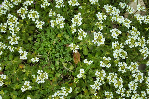 Glade Flores Blancas Naturaleza Arabis Caucásico — Foto de Stock