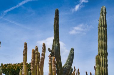 Lanzarote, Kanarya Adaları, İspanya - 15 Nisan 2019: Mavi gökyüzüne karşı güzel farklı kaktüsler. Lanzarote Adası Temalı Rancho Texas Park.