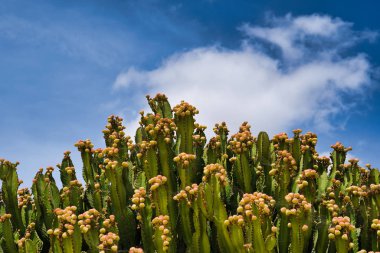 Lanzarote, Kanarya Adaları, İspanya - 15 Nisan 2019: Lanzarote Adası'ndaki Temalı Rancho Texas Park. Mavi gökyüzü arka planda büyüyen kaktüsler