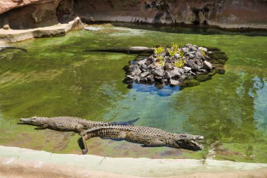 Lanzarote, Kanarya Adaları, İspanya - 15 Nisan 2019: Havuzdaki timsahlar. Lanzarote Adası Temalı Rancho Texas Park.