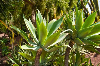 Lanzarote, Kanarya Adaları, İspanya - 15 Nisan 2019: Tropikal bitkiler / tropikal bitkilerden botanik bahçesi / arka plan cadde. Lanzarote Adası Temalı Rancho Texas Park.