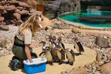 Lanzarote, Kanarya Adaları, İspanya - 15 Nisan 2019: Hayvanat bahçesi çalışanı penguenleri kuş halinde besliyor. Lanzarote Adası Temalı Rancho Texas Park.